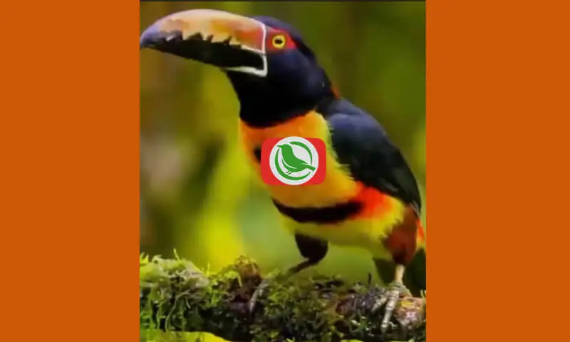 Mengenal Burung Collared Aracari (Pteroglossus Torquatus)