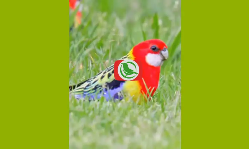 Kenali Eastem Rosella Parrots (Platycercus Expirius)