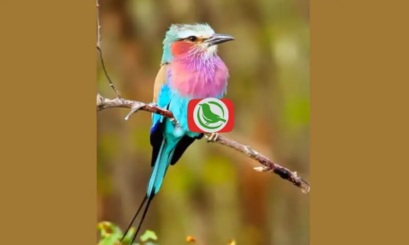 Mengenal Burung Lilac-breasted Roller