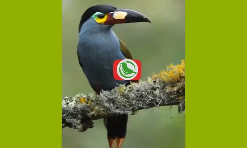 Ciri Khas Plate-billed Mountain Toucan