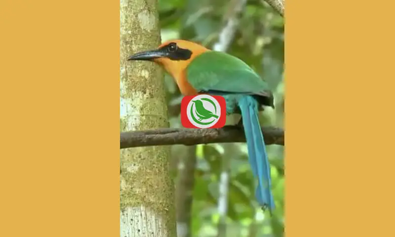 Kenali Burung Rufous Motmot (Barythengus Martii)