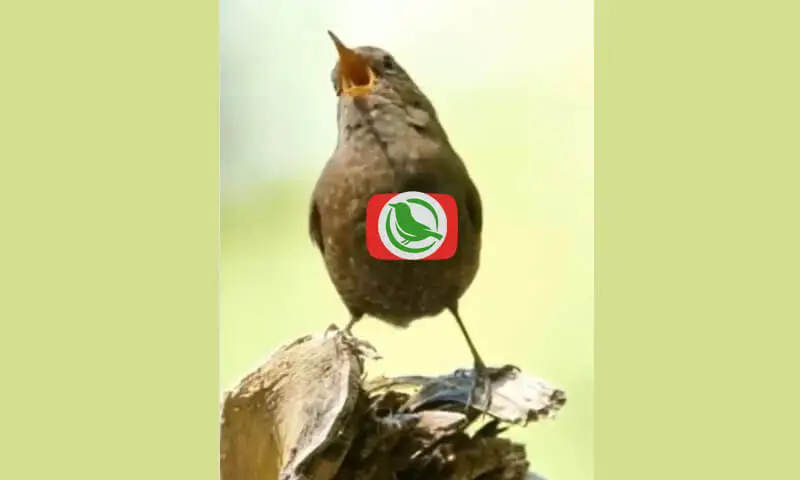 Wrens, Burung Kecil dengan Suara Kuat