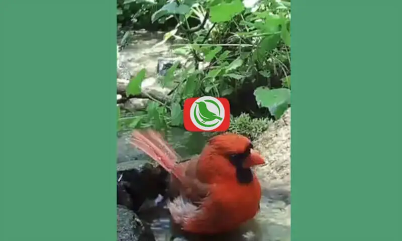 Mengenal Ciri Khas Northern Cardinal (Cardinalis cardinalis)